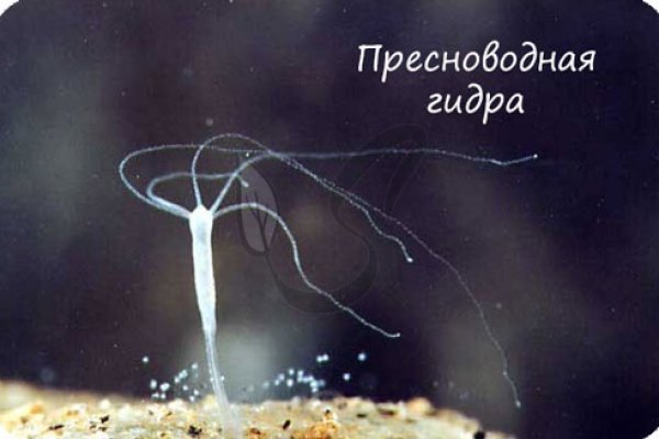 Кракен ссылка тор