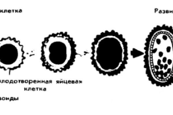 Kra29cc